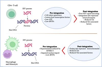 Exosomes multifunctional roles in HIV-1: insight into the immune regulation, vaccine development and current progress in delivery system
